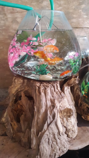 aquarium Bowl On Wood